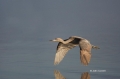 Reddish-Egret;Egretta-rufescens;Egret;Flying-bird;action;aloft;behavior;flight;f